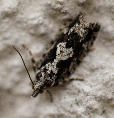Réf. 345 391 : Zeiraphera isertana